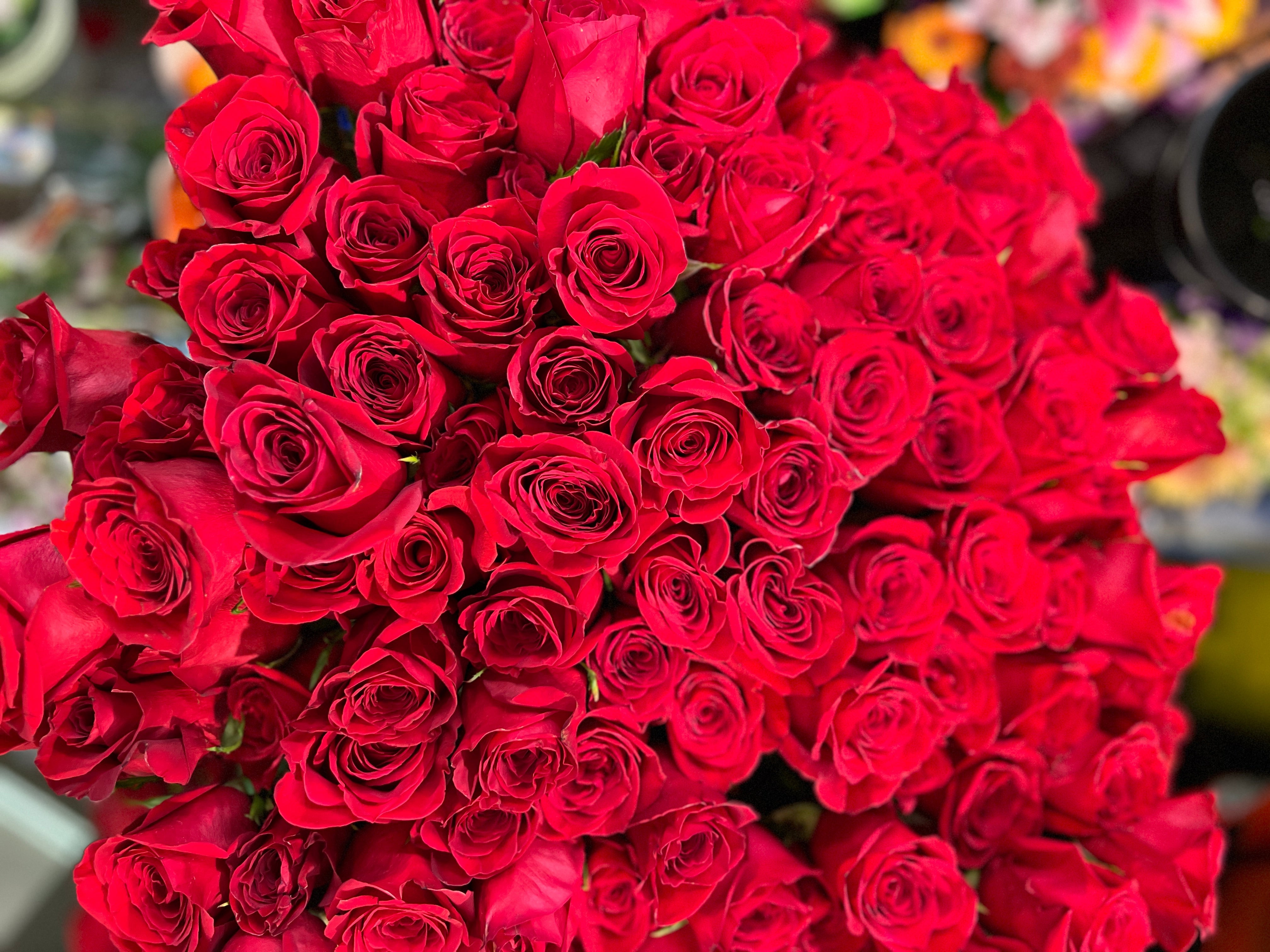 Single Red Rose