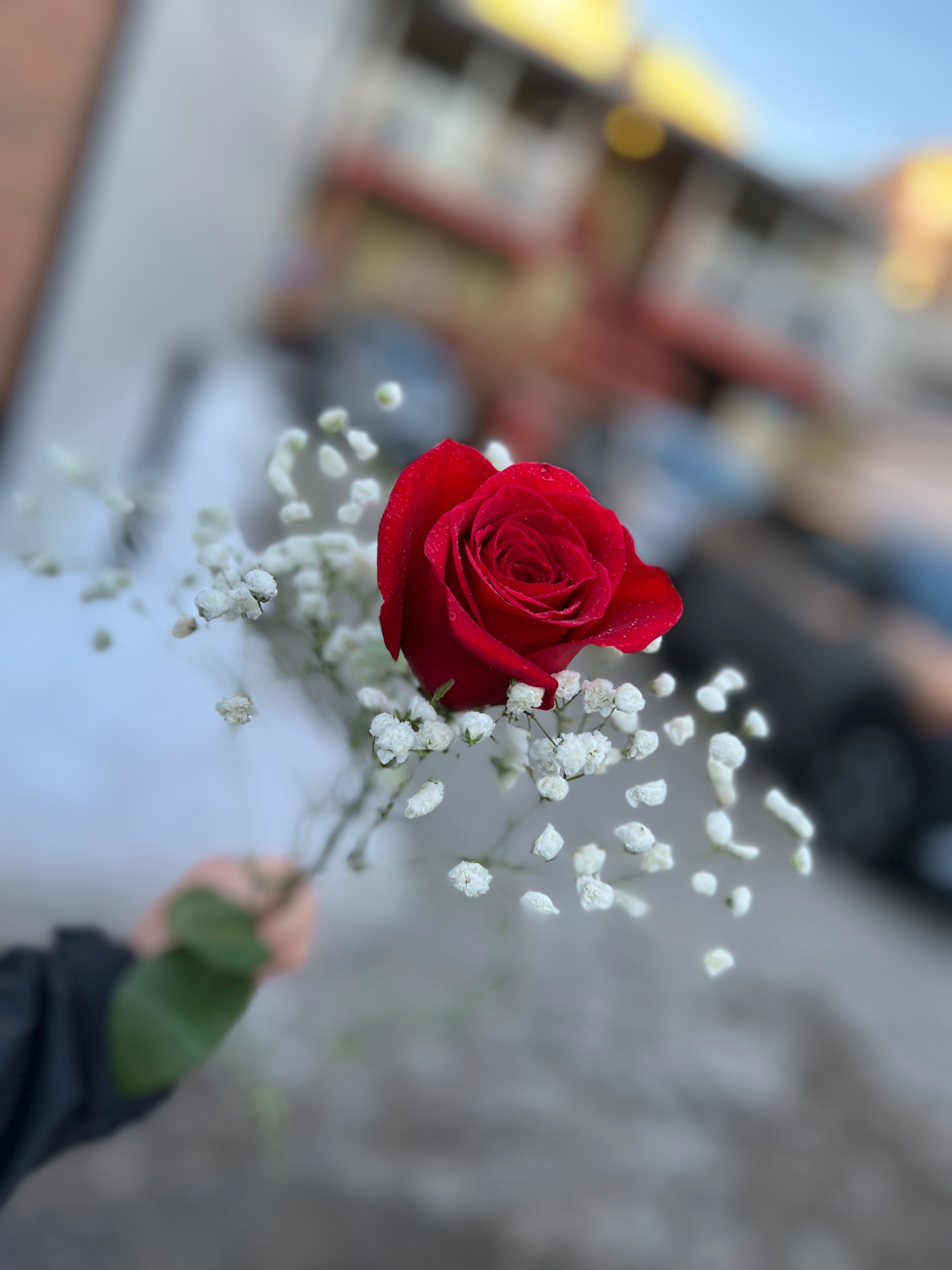 12 Red Roses