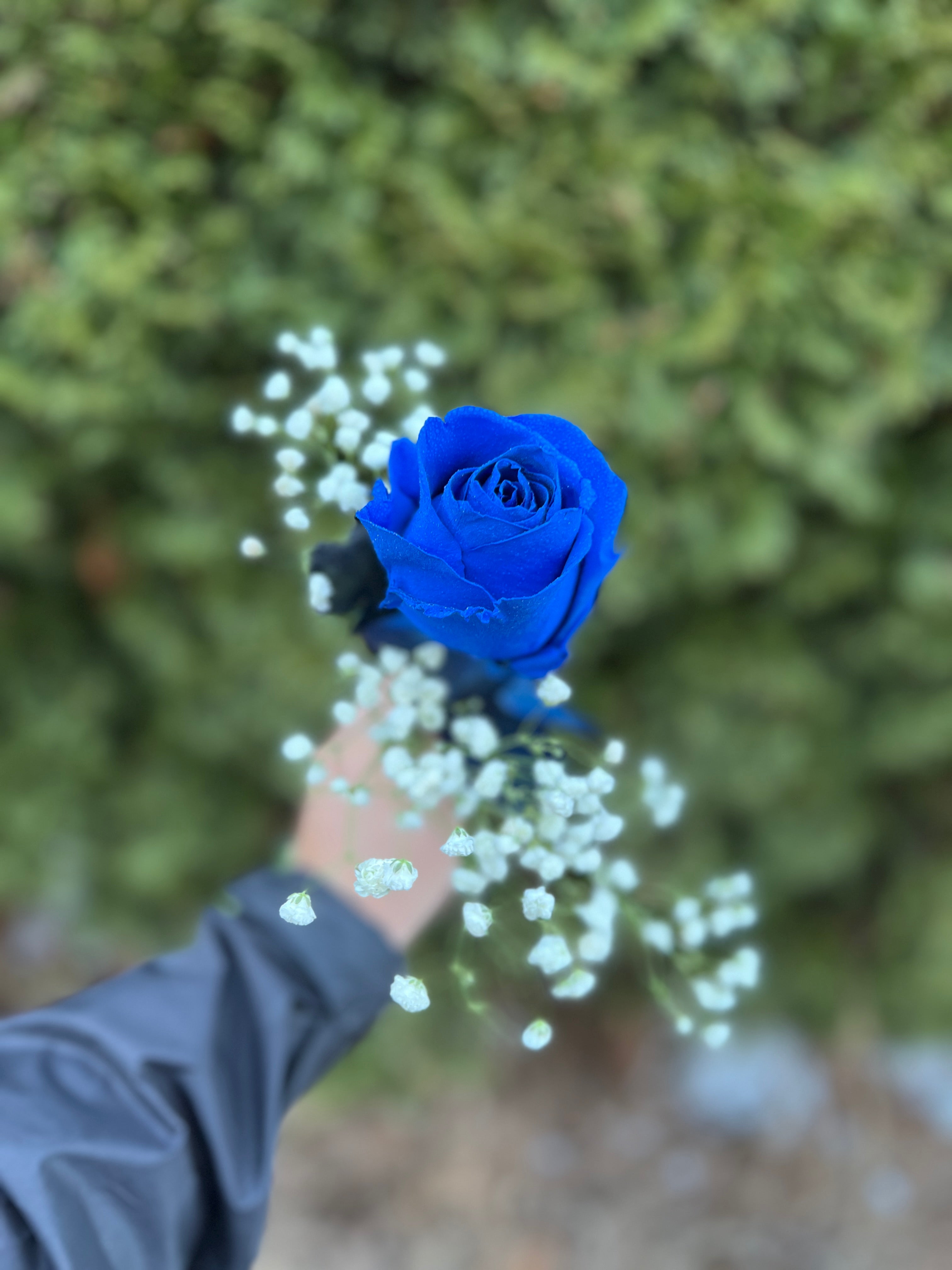 Blue Rose