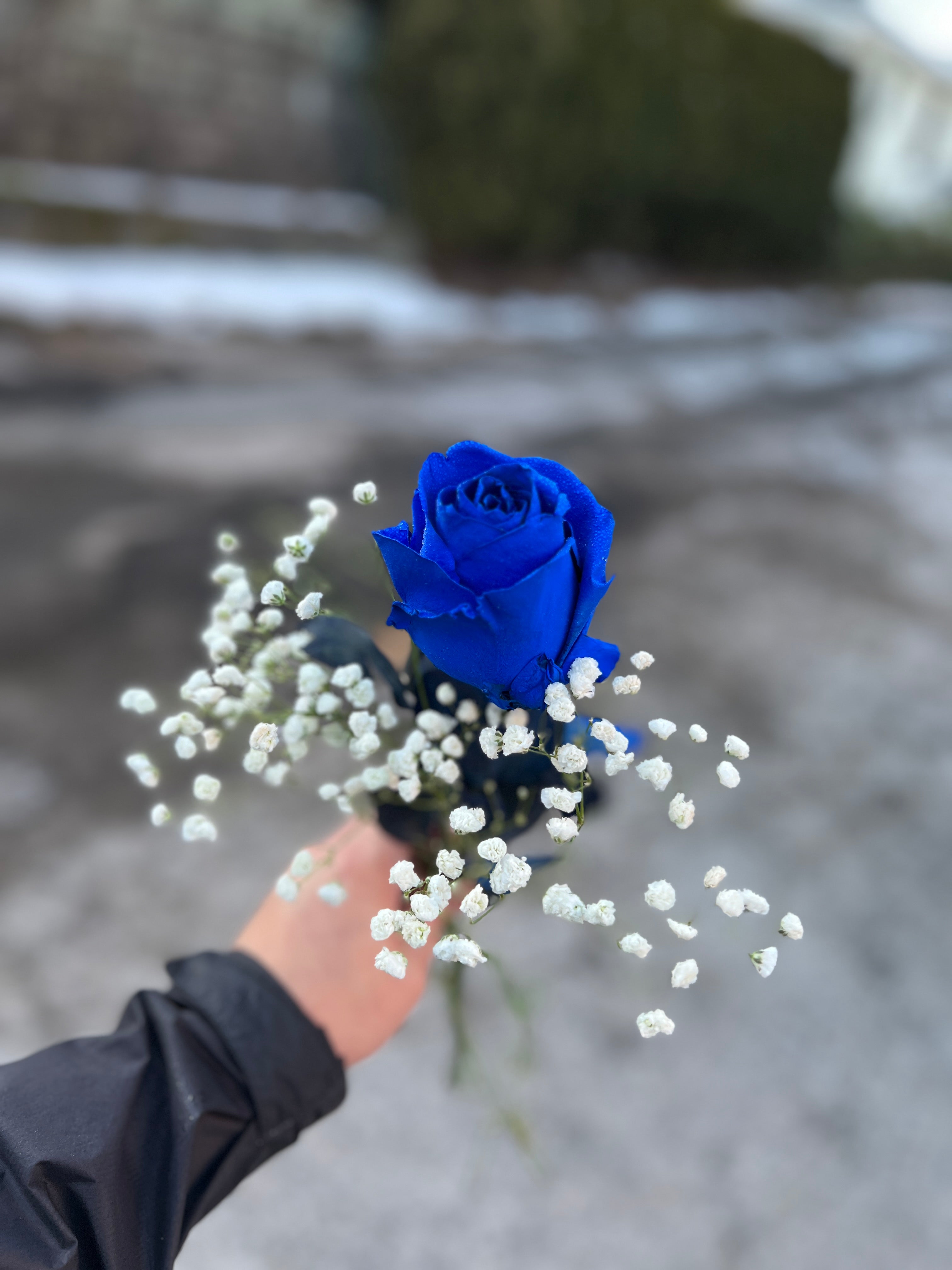 Blue Rose
