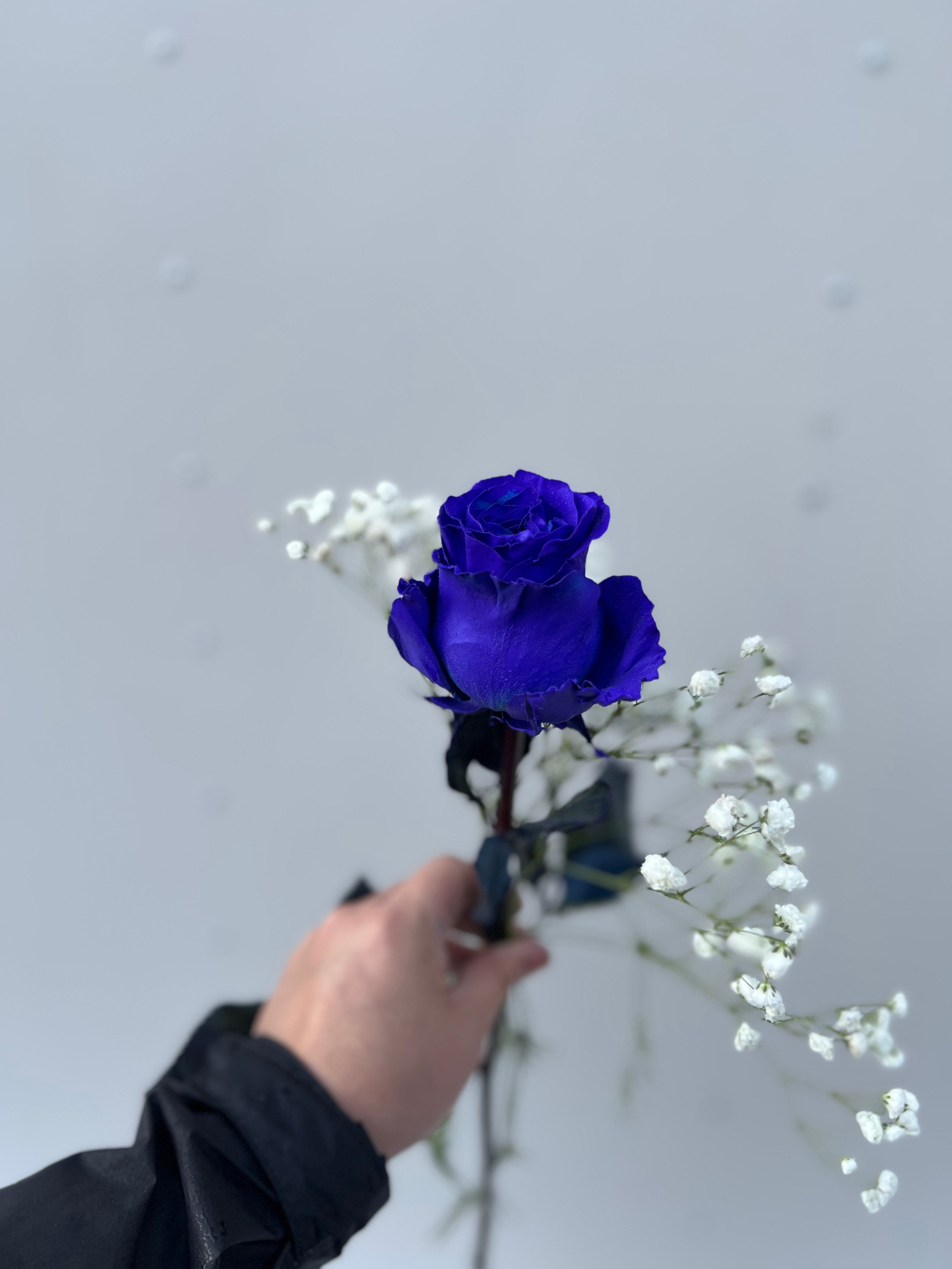 Purple Rose