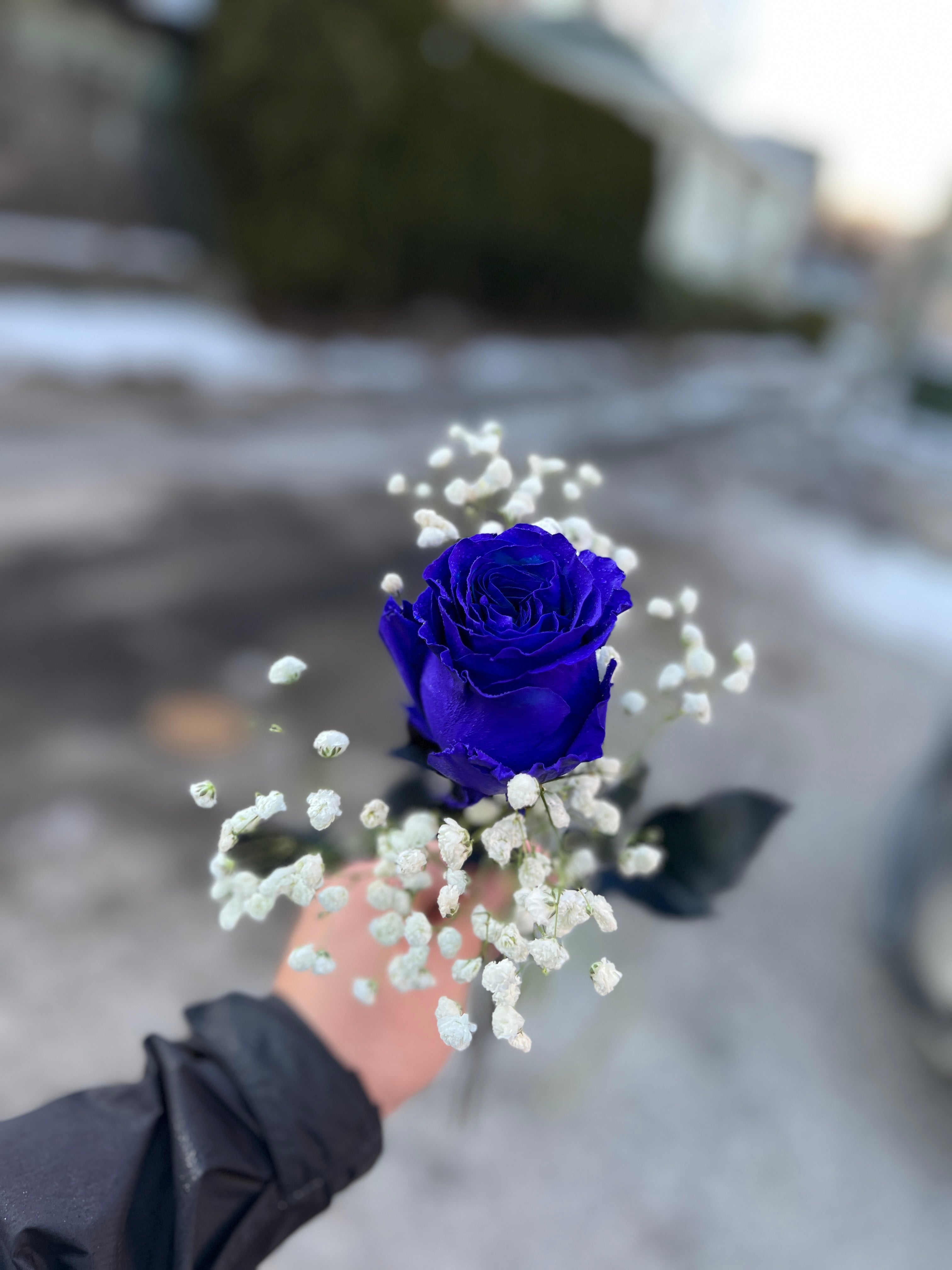 Purple Rose