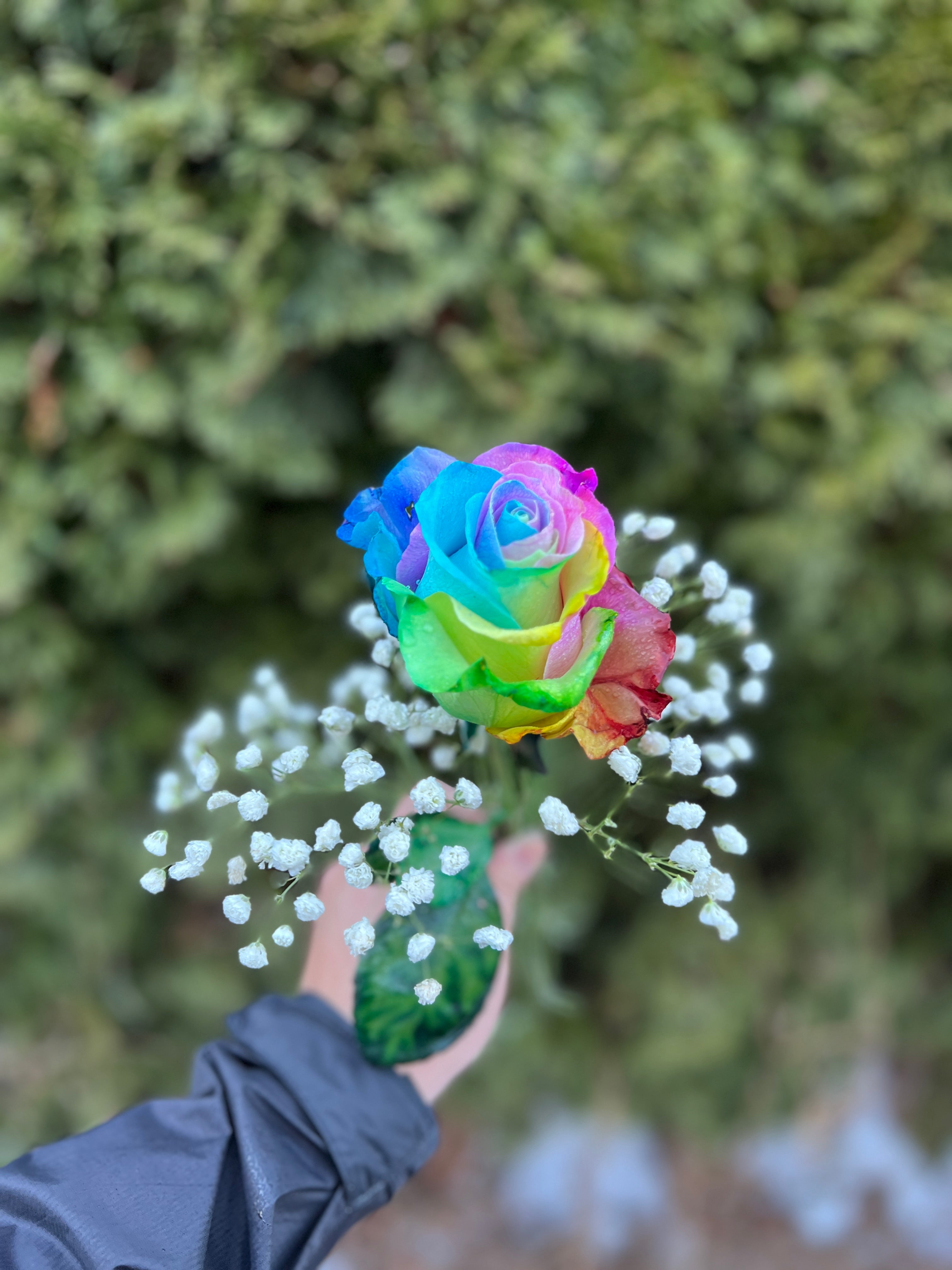 Rainbow Rose