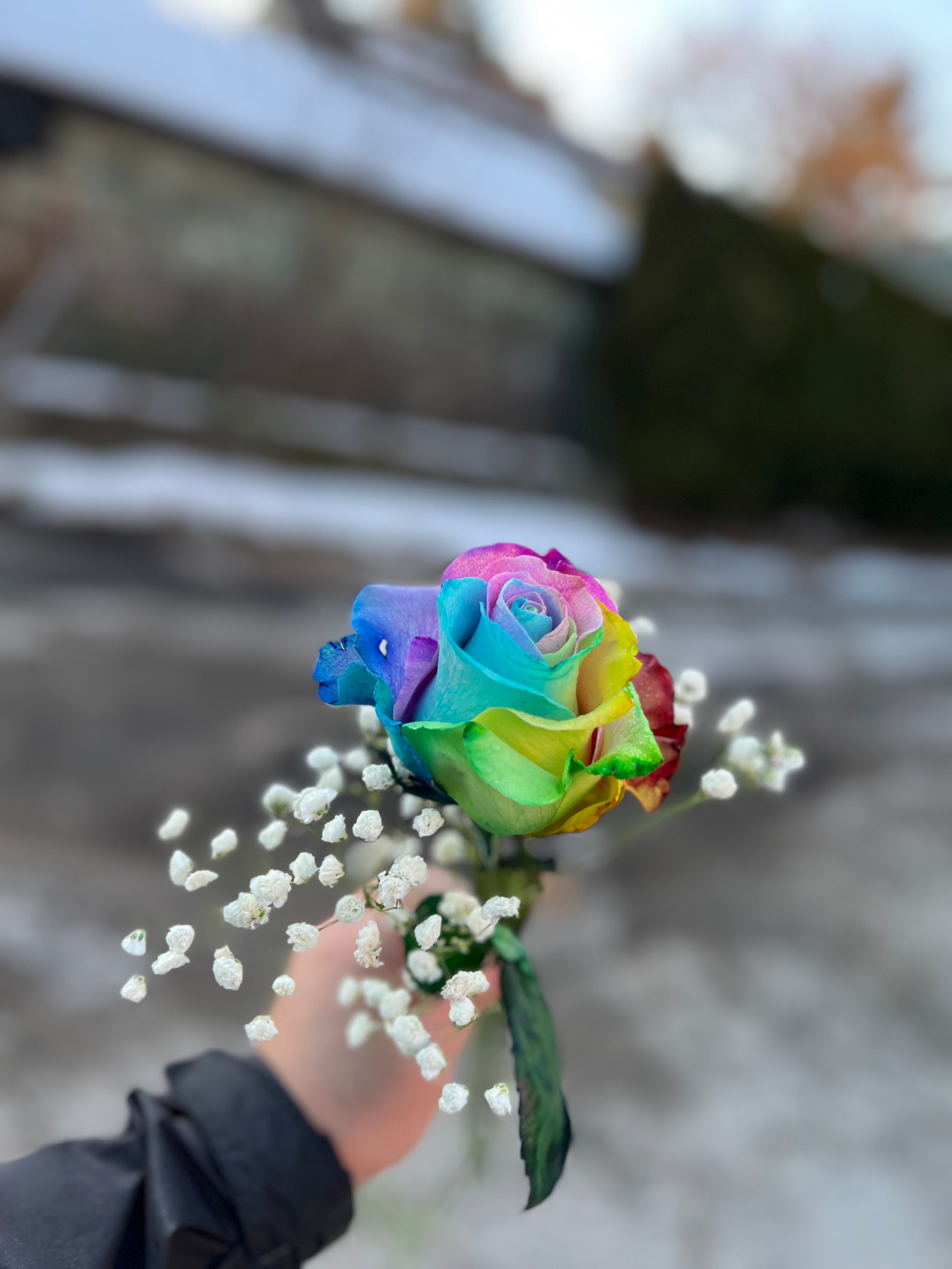 Rainbow Rose