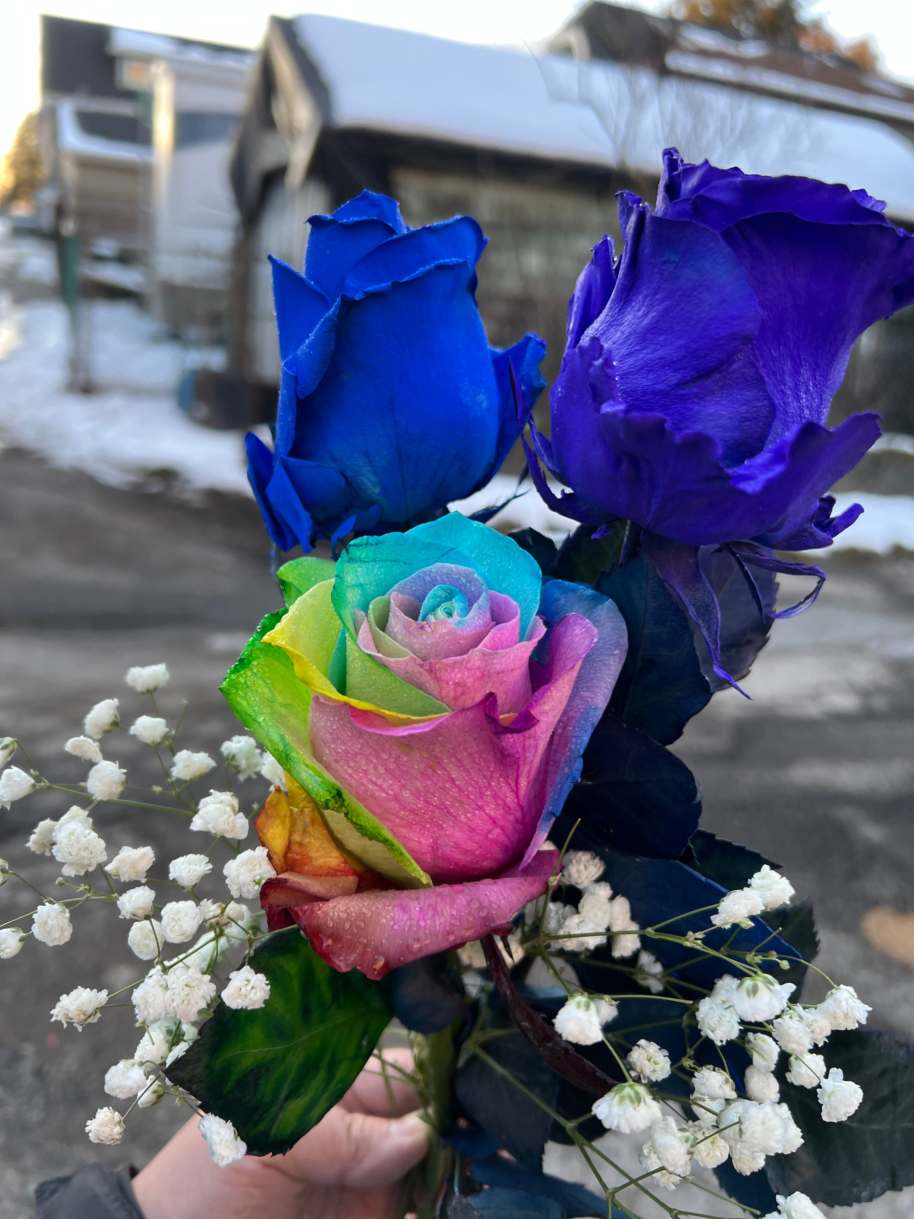 Rainbow Rose