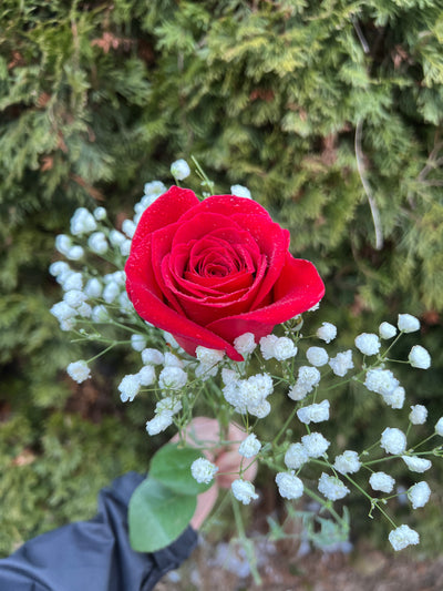 Single Red Rose