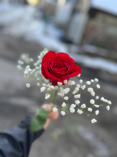 Single Red Rose