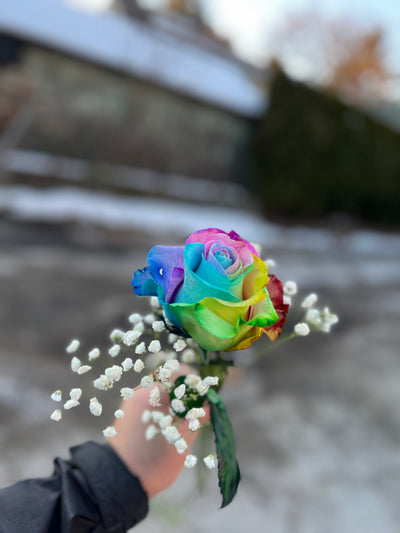 Rainbow Rose